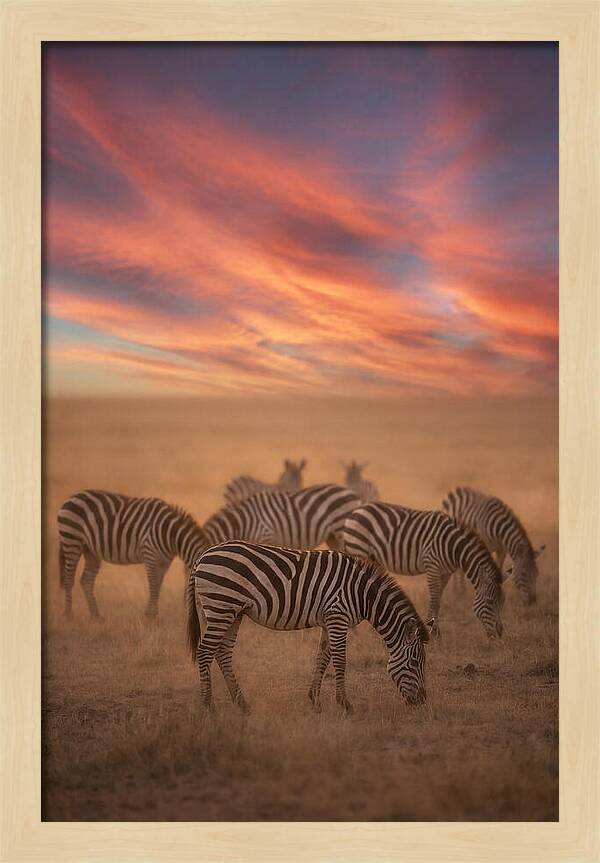 Zebra Striped Herd At Dusk