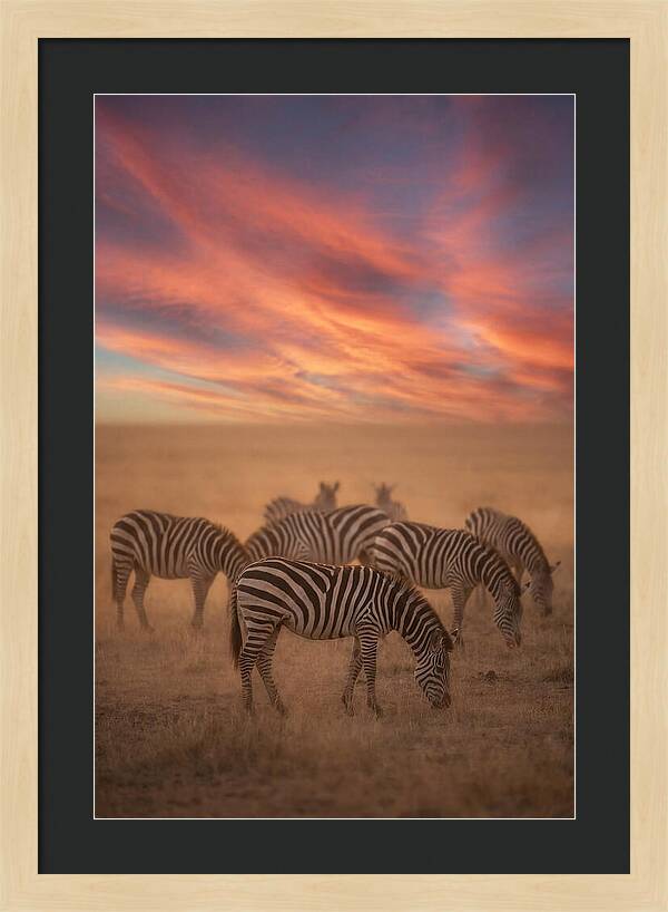 Zebra Striped Herd At Dusk