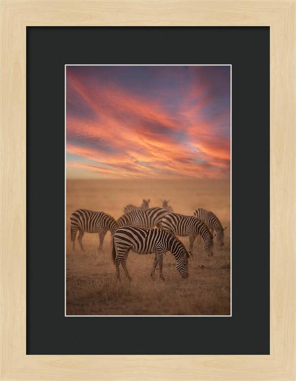 Zebra Striped Herd At Dusk