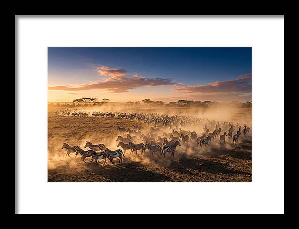 Zebras Galloping Across The Savannah