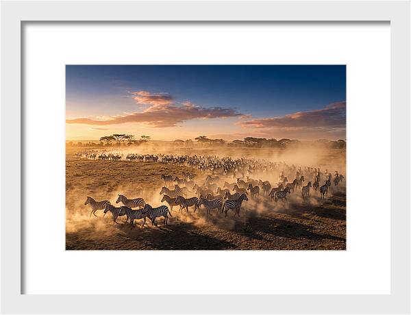 Zebras Galloping Across The Savannah