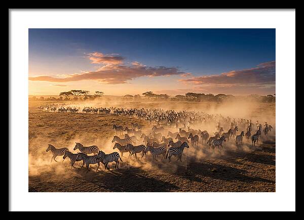 Zebras Galloping Across The Savannah