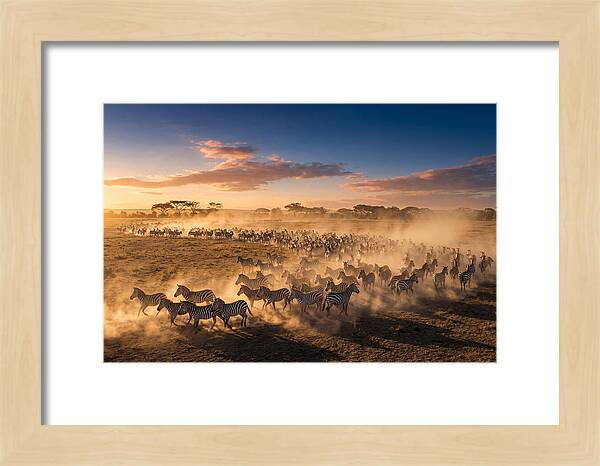Zebras Galloping Across The Savannah