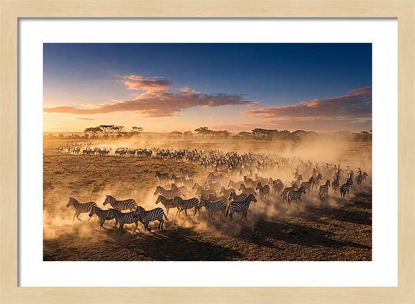Zebras Galloping Across The Savannah