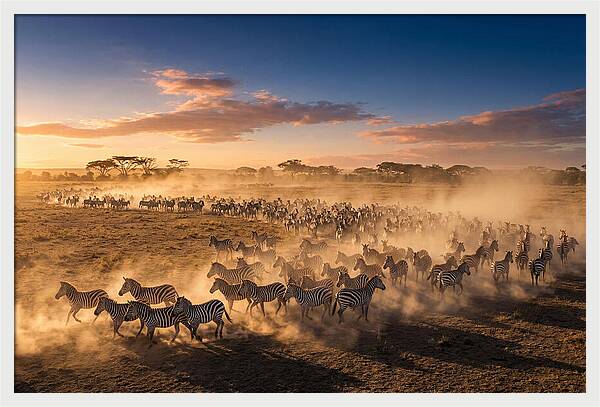 Zebras Galloping Across The Savannah