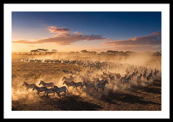 Zebras Galloping Across The Savannah