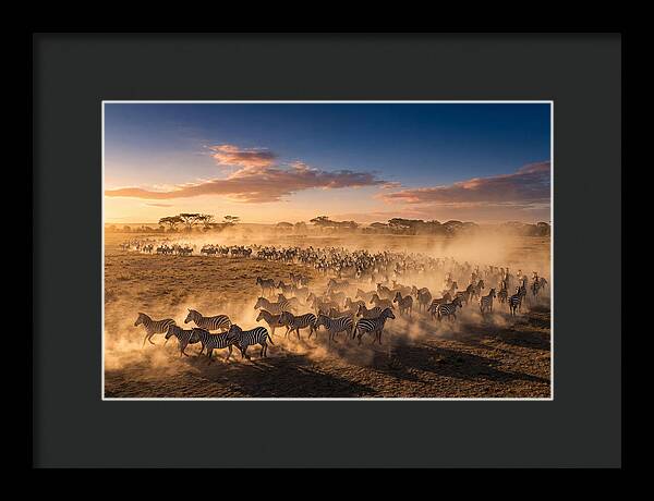 Zebras Galloping Across The Savannah
