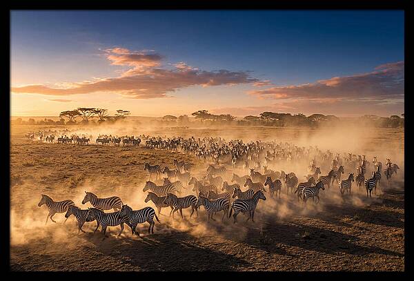 Zebras Galloping Across The Savannah