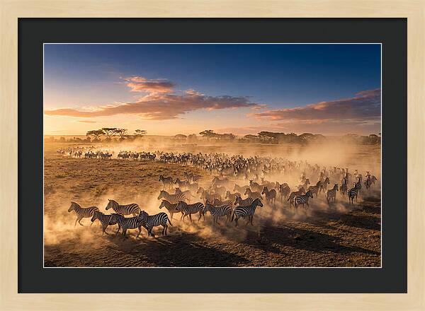 Zebras Galloping Across The Savannah