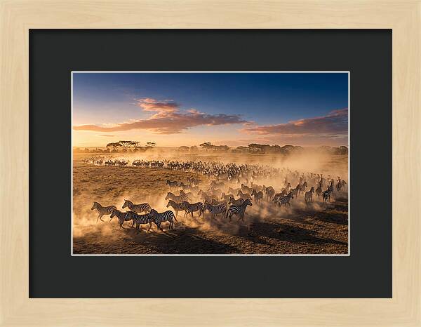 Zebras Galloping Across The Savannah