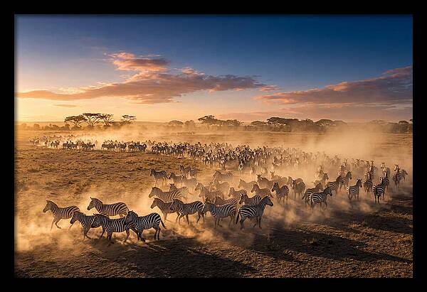 Zebras Galloping Across The Savannah