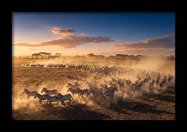 Zebras Galloping Across The Savannah