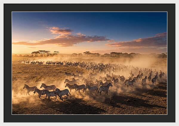 Zebras Galloping Across The Savannah