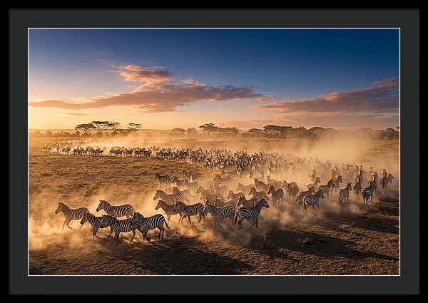 Zebras Galloping Across The Savannah