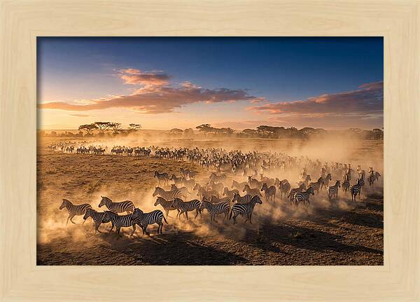 Zebras Galloping Across The Savannah