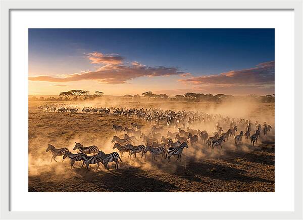 Zebras Galloping Across The Savannah