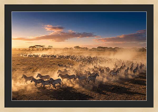 Zebras Galloping Across The Savannah