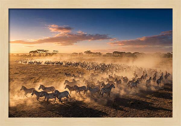 Zebras Galloping Across The Savannah
