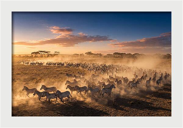 Zebras Galloping Across The Savannah