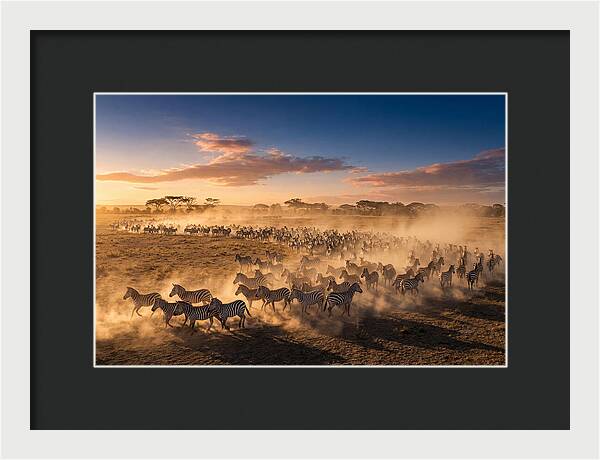 Zebras Galloping Across The Savannah