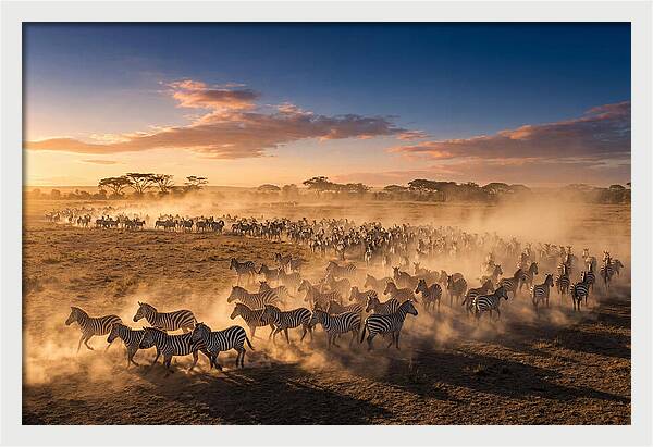Zebras Galloping Across The Savannah