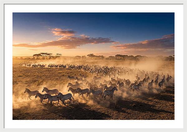 Zebras Galloping Across The Savannah