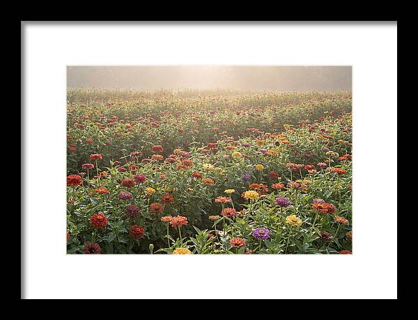 Zinnia Garden In Blazing Summer Light