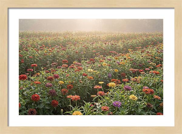 Zinnia Garden In Blazing Summer Light