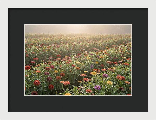 Zinnia Garden In Blazing Summer Light
