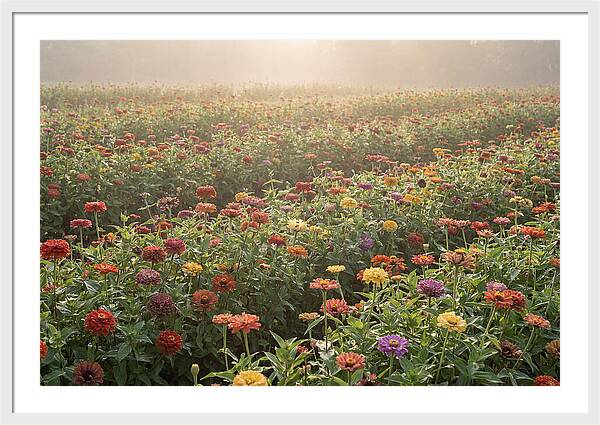 Zinnia Garden In Blazing Summer Light