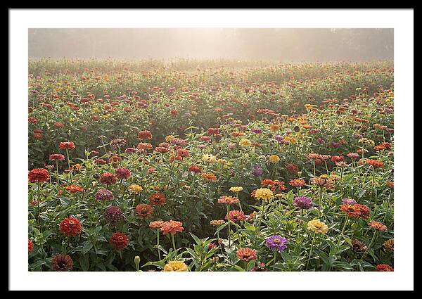 Zinnia Garden In Blazing Summer Light