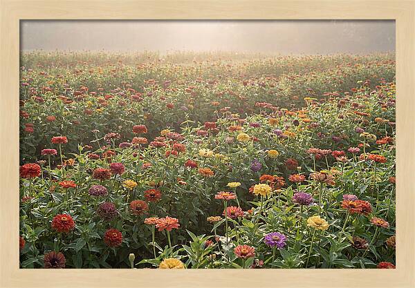 Zinnia Garden In Blazing Summer Light