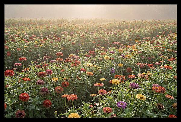 Zinnia Garden In Blazing Summer Light