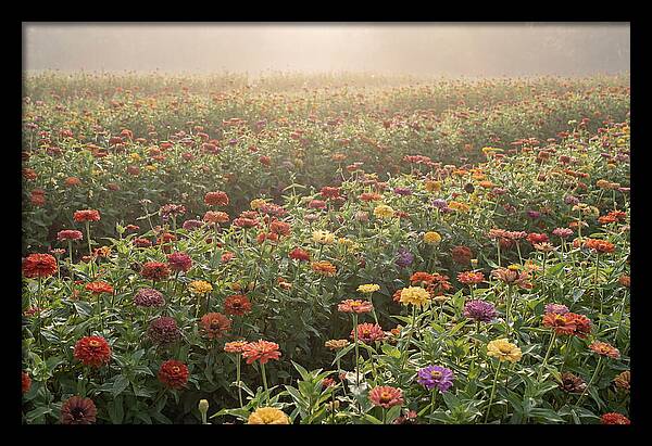 Zinnia Garden In Blazing Summer Light