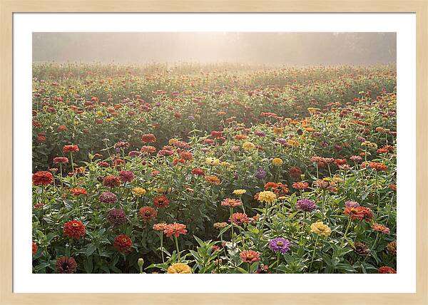 Zinnia Garden In Blazing Summer Light