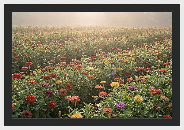 Zinnia Garden In Blazing Summer Light