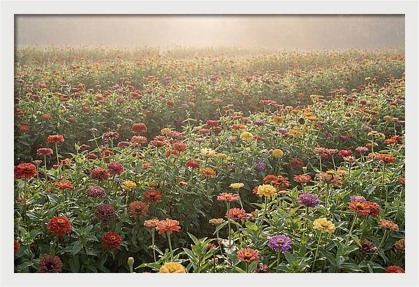 Zinnia Garden In Blazing Summer Light
