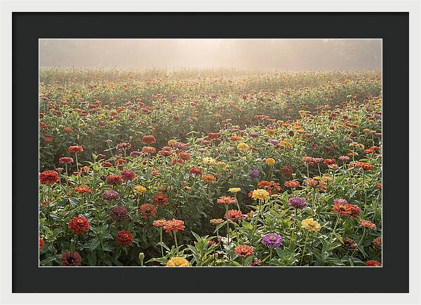 Zinnia Garden In Blazing Summer Light
