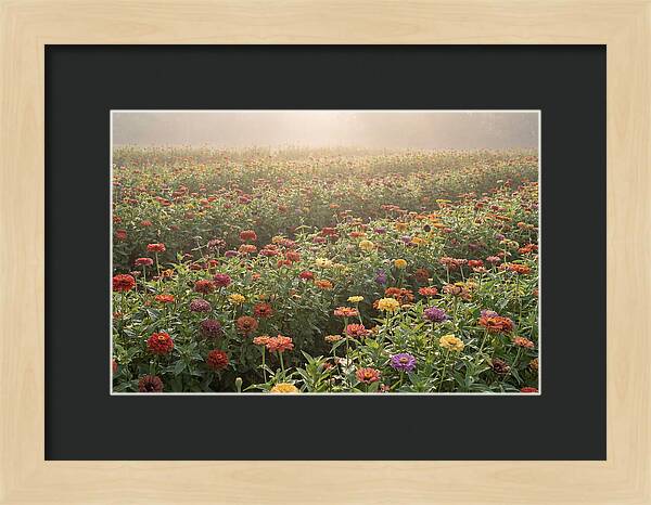 Zinnia Garden In Blazing Summer Light