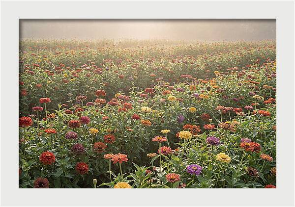 Zinnia Garden In Blazing Summer Light