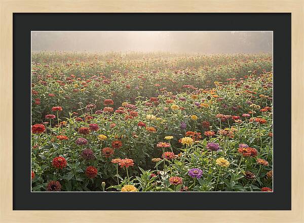 Zinnia Garden In Blazing Summer Light