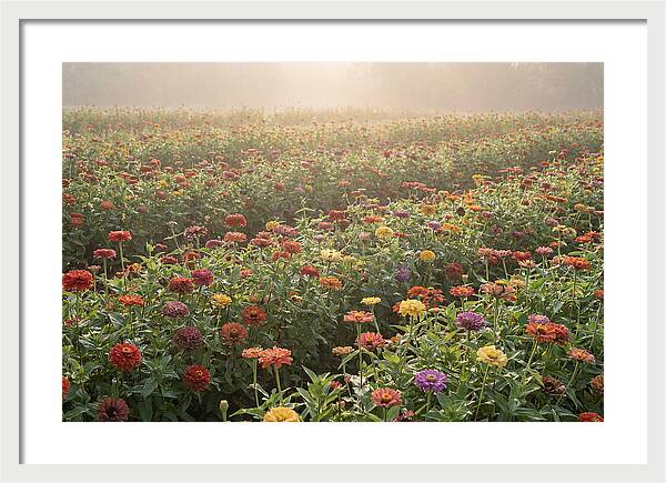 Zinnia Garden In Blazing Summer Light