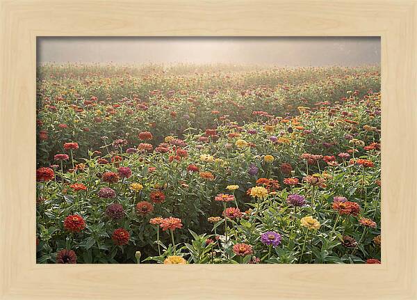 Zinnia Garden In Blazing Summer Light