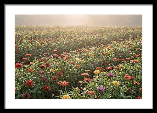 Zinnia Garden In Blazing Summer Light