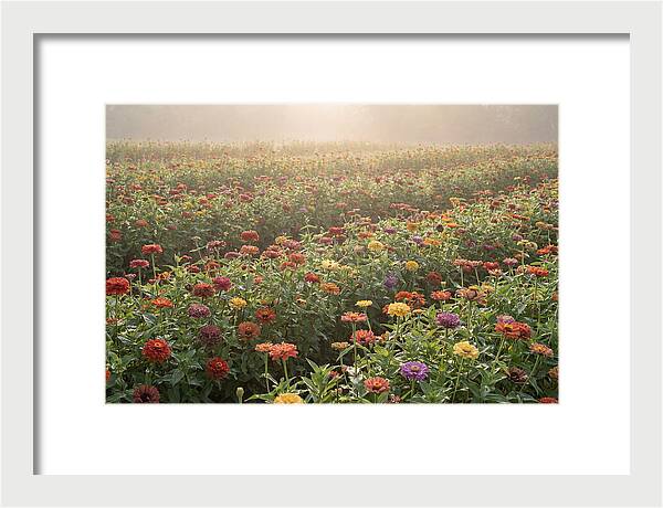 Zinnia Garden In Blazing Summer Light