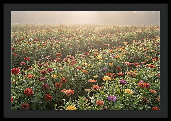 Zinnia Garden In Blazing Summer Light