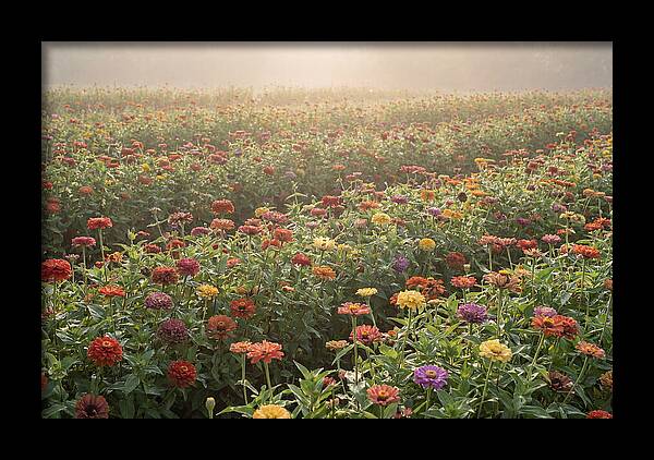 Zinnia Garden In Blazing Summer Light