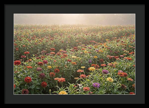 Zinnia Garden In Blazing Summer Light