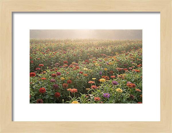 Zinnia Garden In Blazing Summer Light