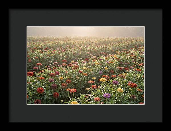Zinnia Garden In Blazing Summer Light
